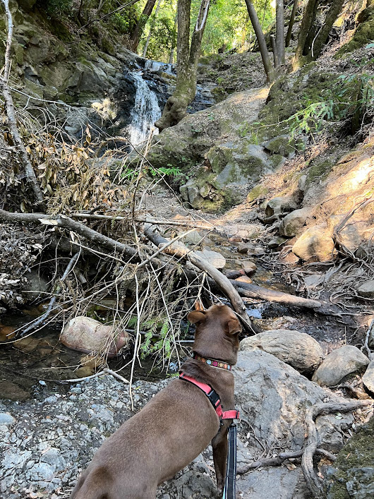 Dog Friendly Weekend in Santa Cruz Mountains County Pawrent