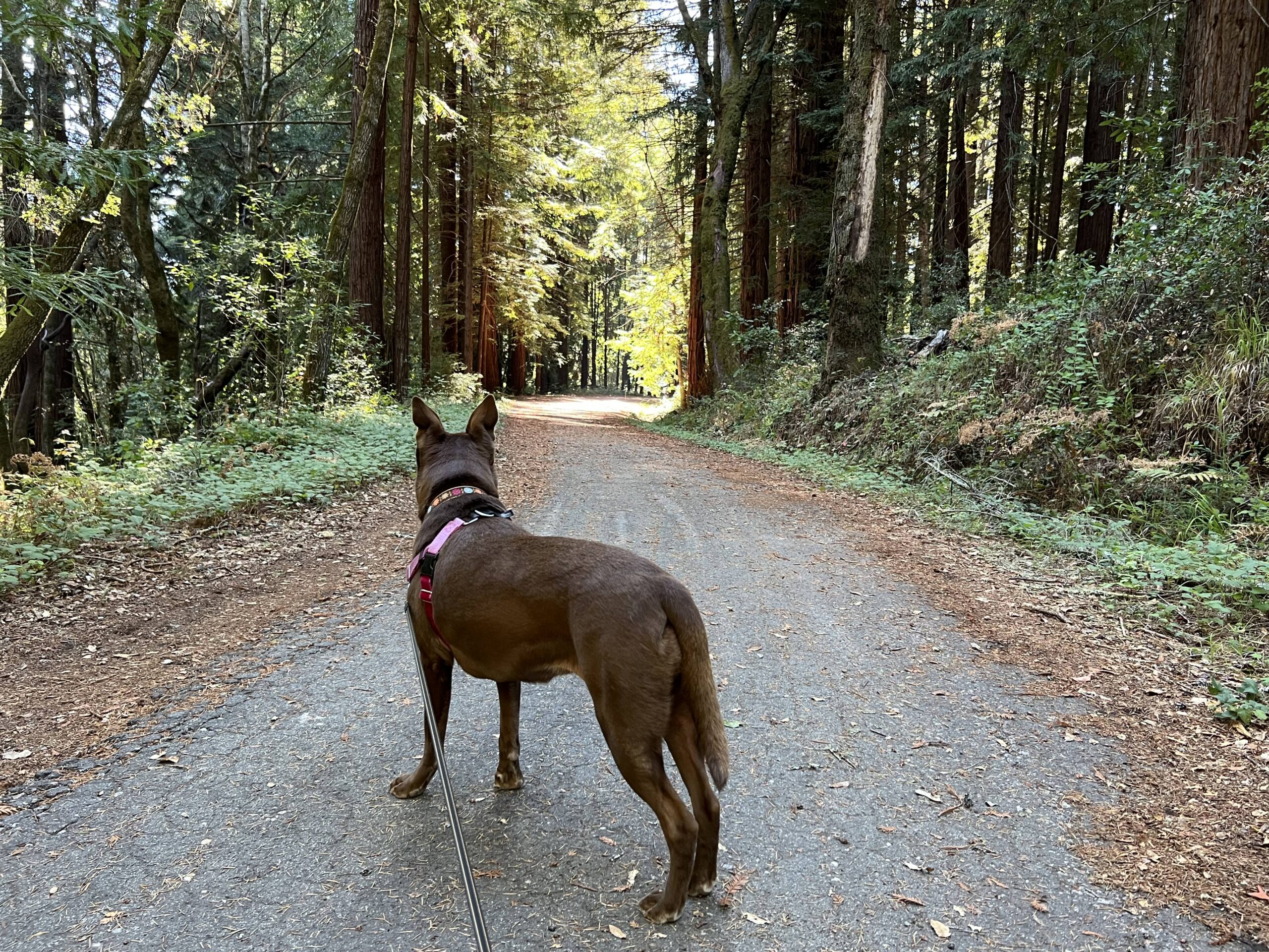 Ultimate Dog Lover s Guide to Henry Cowell Redwoods State Park