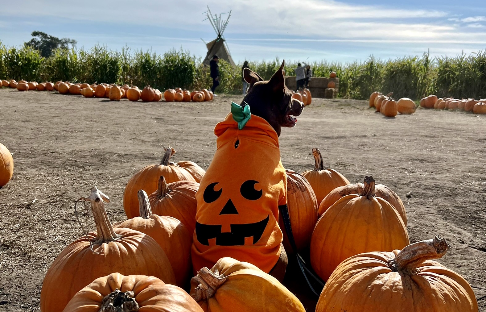 Ready for a gourd time? Google Maps guide to Halloween